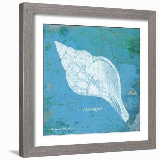 Caribbean Shell II-Gwendolyn Babbitt-Framed Art Print