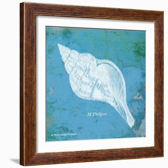 Caribbean Shell II-Gwendolyn Babbitt-Framed Art Print