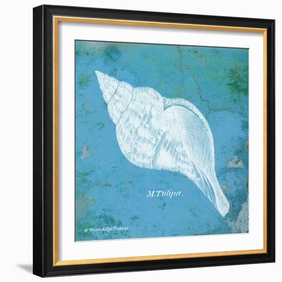 Caribbean Shell II-Gwendolyn Babbitt-Framed Art Print