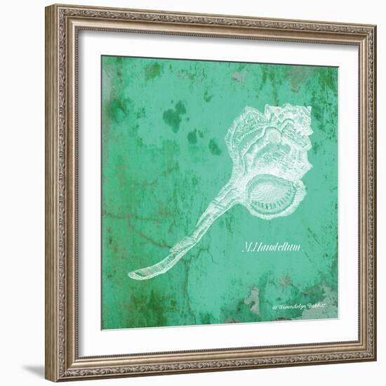 Caribbean Shell III-Gwendolyn Babbitt-Framed Art Print