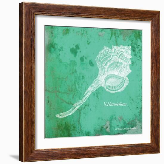 Caribbean Shell III-Gwendolyn Babbitt-Framed Art Print