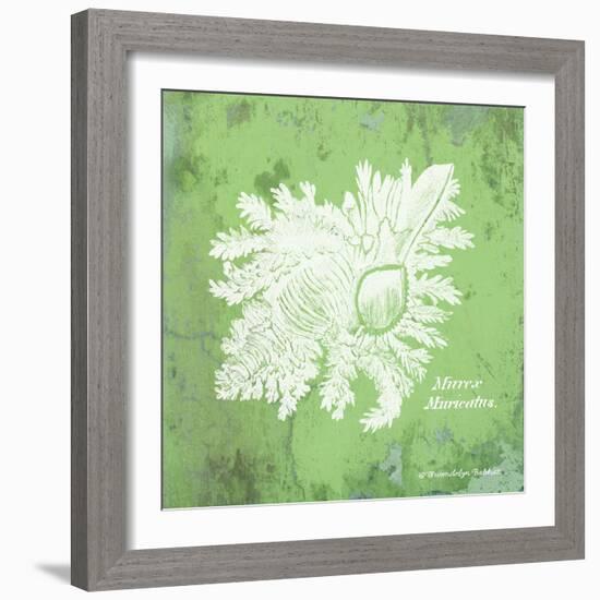 Caribbean Shell IV-Gwendolyn Babbitt-Framed Art Print