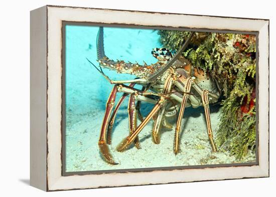 Caribbean Spiny Lobst-AndamanSE-Framed Premier Image Canvas