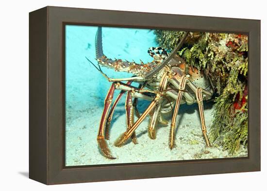 Caribbean Spiny Lobst-AndamanSE-Framed Premier Image Canvas