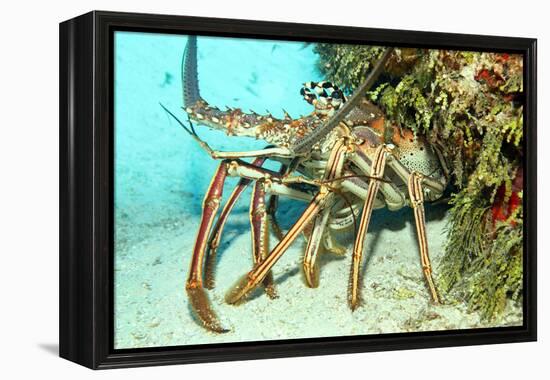 Caribbean Spiny Lobst-AndamanSE-Framed Premier Image Canvas