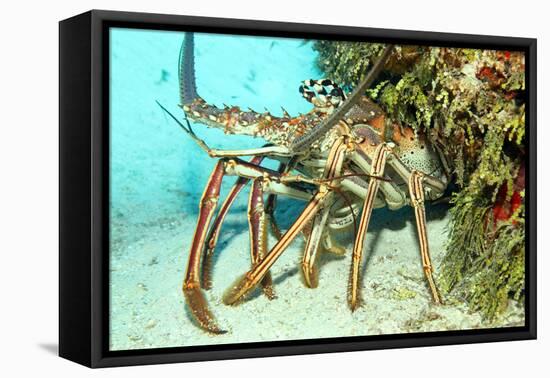 Caribbean Spiny Lobst-AndamanSE-Framed Premier Image Canvas
