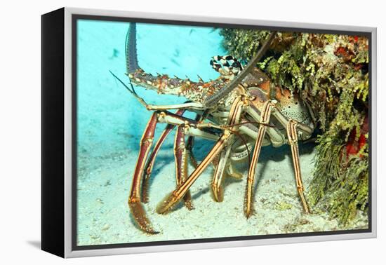 Caribbean Spiny Lobst-AndamanSE-Framed Premier Image Canvas