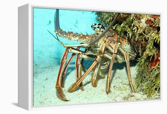 Caribbean Spiny Lobst-AndamanSE-Framed Premier Image Canvas