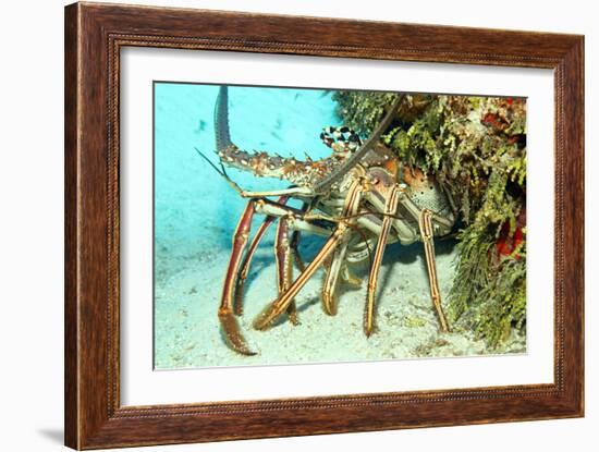 Caribbean Spiny Lobst-AndamanSE-Framed Photographic Print