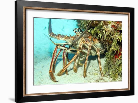 Caribbean Spiny Lobst-AndamanSE-Framed Photographic Print