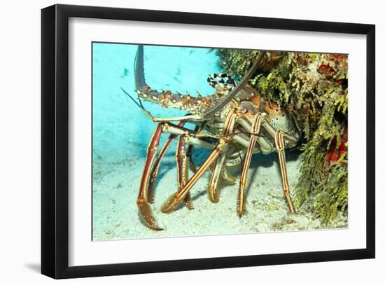 Caribbean Spiny Lobst-AndamanSE-Framed Photographic Print