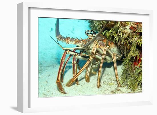 Caribbean Spiny Lobst-AndamanSE-Framed Photographic Print