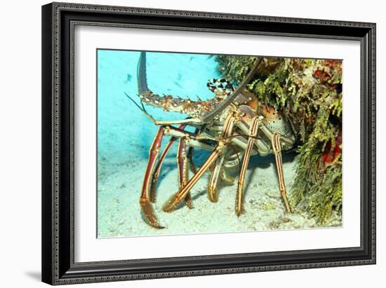 Caribbean Spiny Lobst-AndamanSE-Framed Photographic Print