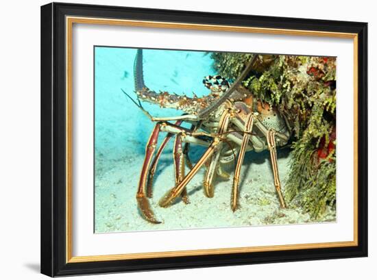 Caribbean Spiny Lobst-AndamanSE-Framed Photographic Print