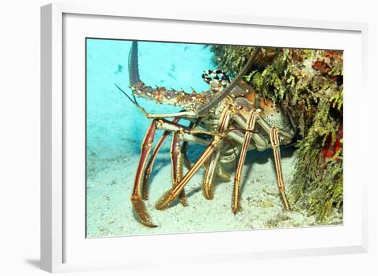 Caribbean Spiny Lobst-AndamanSE-Framed Photographic Print
