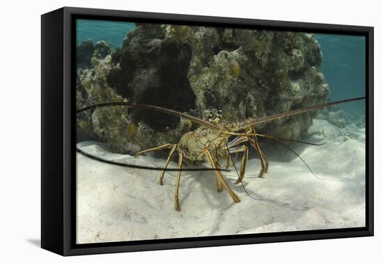 Caribbean Spiny Lobster, Half Moon Caye, Lighthouse Reef, Atoll, Belize-Pete Oxford-Framed Premier Image Canvas