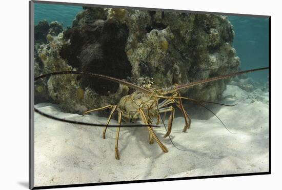 Caribbean Spiny Lobster, Half Moon Caye, Lighthouse Reef, Atoll, Belize-Pete Oxford-Mounted Photographic Print