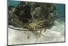 Caribbean Spiny Lobster, Half Moon Caye, Lighthouse Reef, Atoll, Belize-Pete Oxford-Mounted Photographic Print