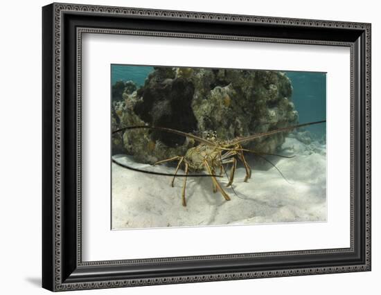 Caribbean Spiny Lobster, Half Moon Caye, Lighthouse Reef, Atoll, Belize-Pete Oxford-Framed Photographic Print