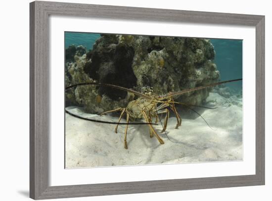 Caribbean Spiny Lobster, Half Moon Caye, Lighthouse Reef, Atoll, Belize-Pete Oxford-Framed Photographic Print