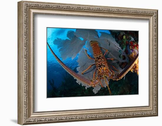 Caribbean spiny lobster sitting on top of Common sea fan-Claudio Contreras-Framed Photographic Print