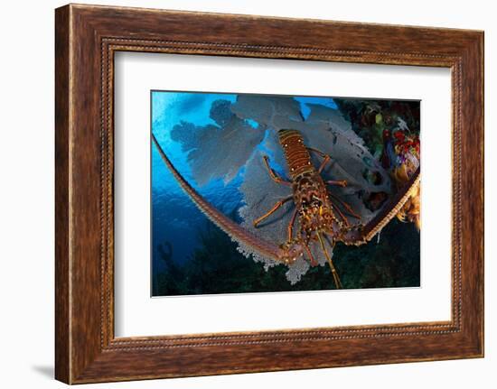 Caribbean spiny lobster sitting on top of Common sea fan-Claudio Contreras-Framed Photographic Print