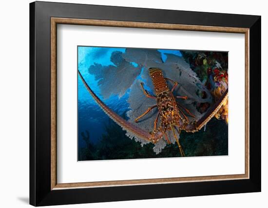 Caribbean spiny lobster sitting on top of Common sea fan-Claudio Contreras-Framed Photographic Print