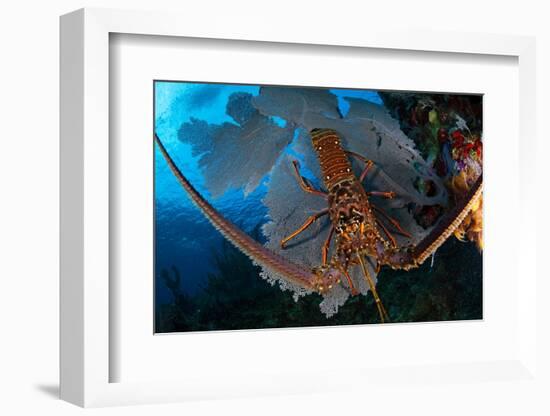 Caribbean spiny lobster sitting on top of Common sea fan-Claudio Contreras-Framed Photographic Print