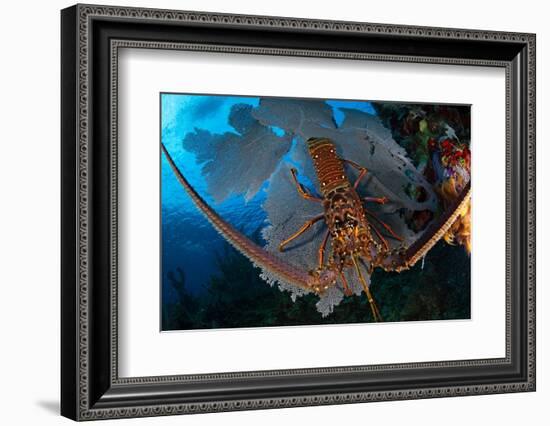 Caribbean spiny lobster sitting on top of Common sea fan-Claudio Contreras-Framed Photographic Print