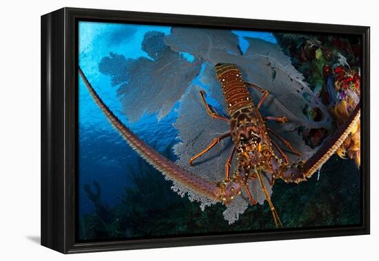 Caribbean spiny lobster sitting on top of Common sea fan-Claudio Contreras-Framed Premier Image Canvas