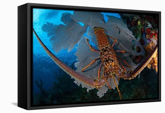 Caribbean spiny lobster sitting on top of Common sea fan-Claudio Contreras-Framed Premier Image Canvas