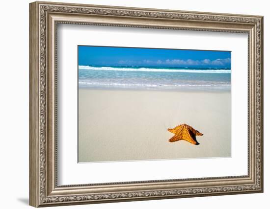 Caribbean Starfish over Sand Beach-Vitaliy Pakhnyushchyy-Framed Photographic Print