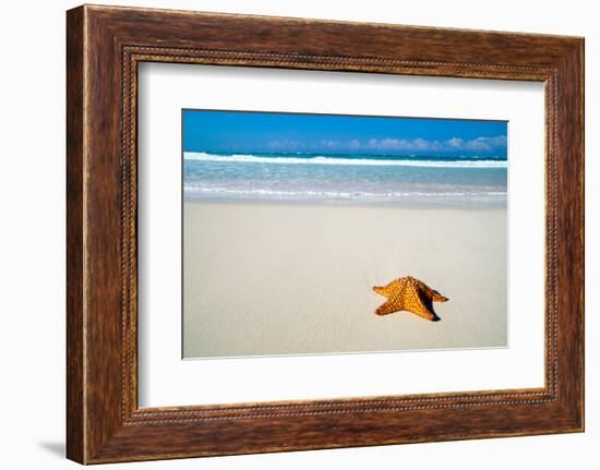 Caribbean Starfish over Sand Beach-Vitaliy Pakhnyushchyy-Framed Photographic Print