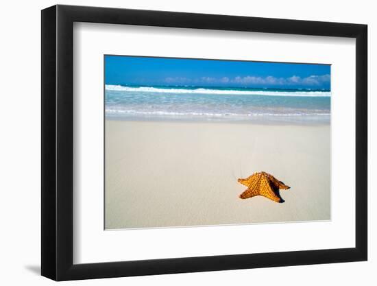 Caribbean Starfish over Sand Beach-Vitaliy Pakhnyushchyy-Framed Photographic Print