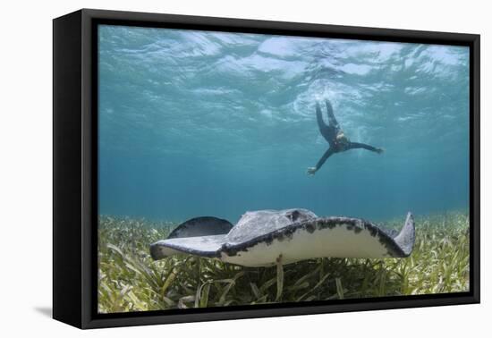 Caribbean Whiptail Ray and Snorkeler, Shark Ray Alley, Hol Chan Marine Reserve, Belize-Pete Oxford-Framed Premier Image Canvas