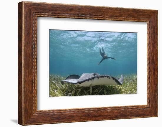 Caribbean Whiptail Ray and Snorkeler, Shark Ray Alley, Hol Chan Marine Reserve, Belize-Pete Oxford-Framed Photographic Print