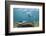 Caribbean Whiptail Ray and Snorkeler, Shark Ray Alley, Hol Chan Marine Reserve, Belize-Pete Oxford-Framed Photographic Print