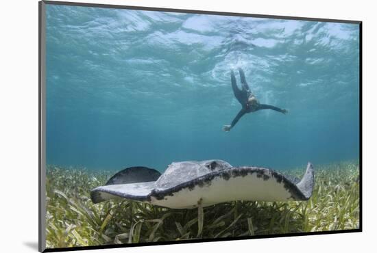 Caribbean Whiptail Ray and Snorkeler, Shark Ray Alley, Hol Chan Marine Reserve, Belize-Pete Oxford-Mounted Photographic Print