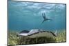 Caribbean Whiptail Ray and Snorkeler, Shark Ray Alley, Hol Chan Marine Reserve, Belize-Pete Oxford-Mounted Photographic Print