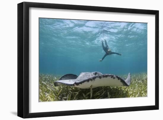 Caribbean Whiptail Ray and Snorkeler, Shark Ray Alley, Hol Chan Marine Reserve, Belize-Pete Oxford-Framed Photographic Print