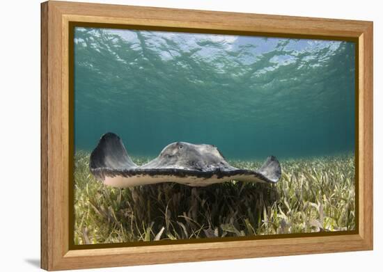 Caribbean Whiptail Ray, Shark Ray Alley, Hol Chan Marine Reserve, Belize-Pete Oxford-Framed Premier Image Canvas