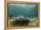 Caribbean Whiptail Ray, Shark Ray Alley, Hol Chan Marine Reserve, Belize-Pete Oxford-Framed Premier Image Canvas