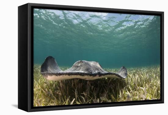 Caribbean Whiptail Ray, Shark Ray Alley, Hol Chan Marine Reserve, Belize-Pete Oxford-Framed Premier Image Canvas