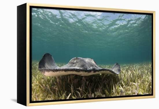 Caribbean Whiptail Ray, Shark Ray Alley, Hol Chan Marine Reserve, Belize-Pete Oxford-Framed Premier Image Canvas