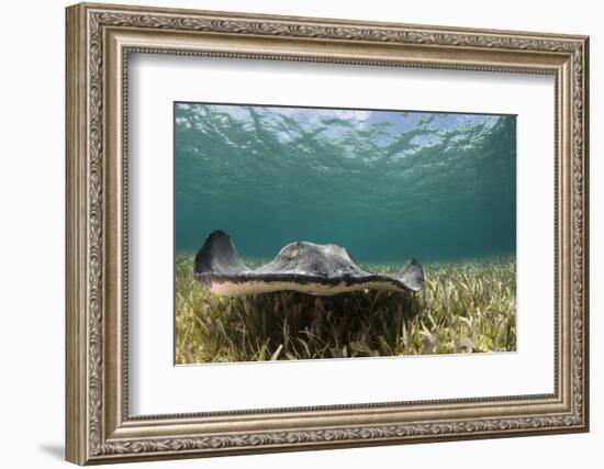 Caribbean Whiptail Ray, Shark Ray Alley, Hol Chan Marine Reserve, Belize-Pete Oxford-Framed Photographic Print