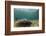 Caribbean Whiptail Ray, Shark Ray Alley, Hol Chan Marine Reserve, Belize-Pete Oxford-Framed Photographic Print