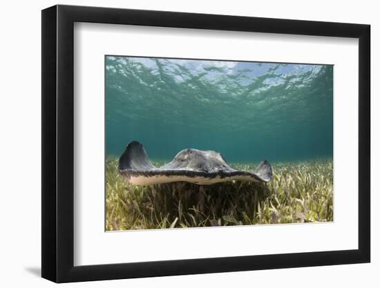Caribbean Whiptail Ray, Shark Ray Alley, Hol Chan Marine Reserve, Belize-Pete Oxford-Framed Photographic Print