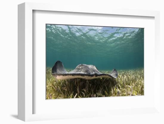 Caribbean Whiptail Ray, Shark Ray Alley, Hol Chan Marine Reserve, Belize-Pete Oxford-Framed Photographic Print