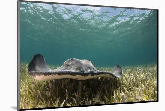 Caribbean Whiptail Ray, Shark Ray Alley, Hol Chan Marine Reserve, Belize-Pete Oxford-Mounted Photographic Print