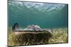 Caribbean Whiptail Ray, Shark Ray Alley, Hol Chan Marine Reserve, Belize-Pete Oxford-Mounted Photographic Print
